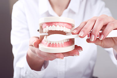 A person holding a dental model with an open mouth, showcasing teeth and gum structures.